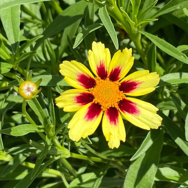 Coreopsis