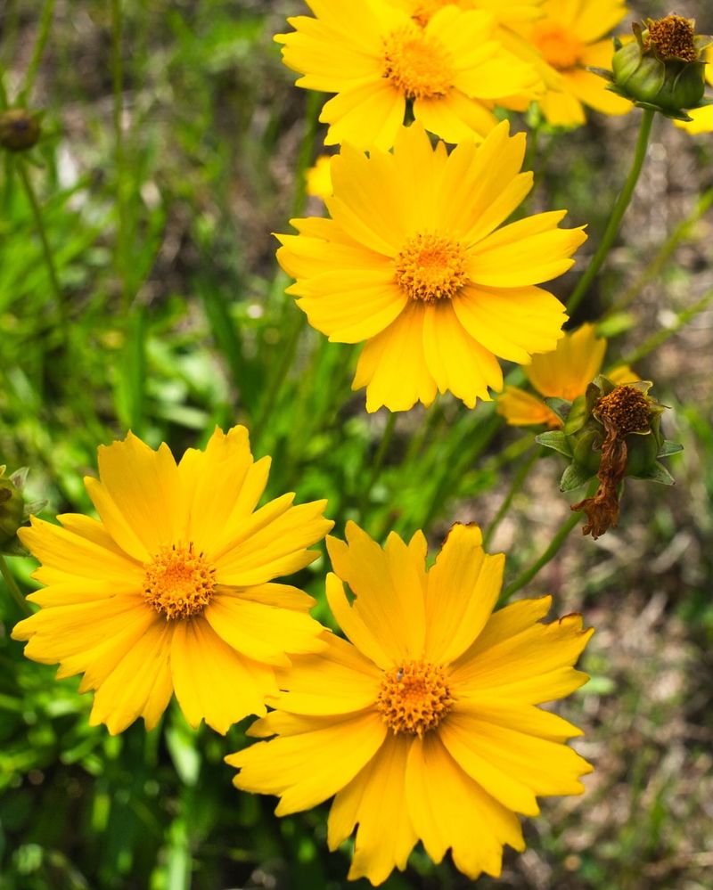 Coreopsis