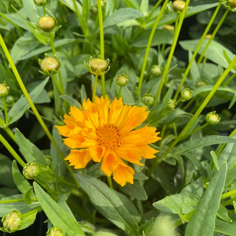 Coreopsis