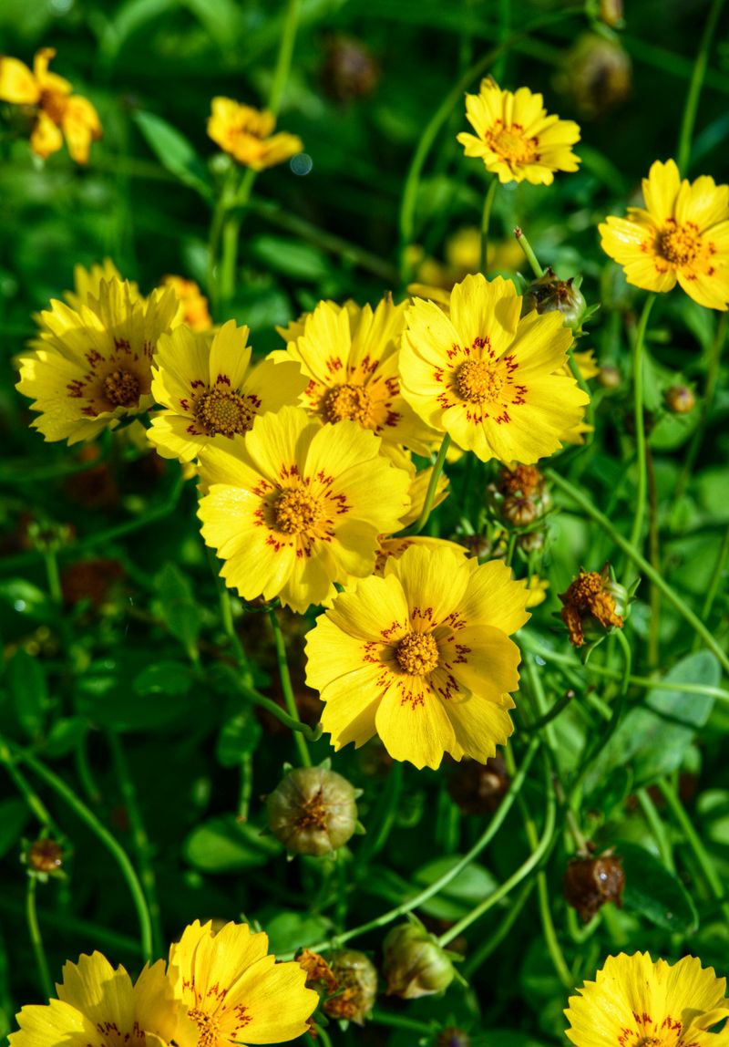 Coreopsis