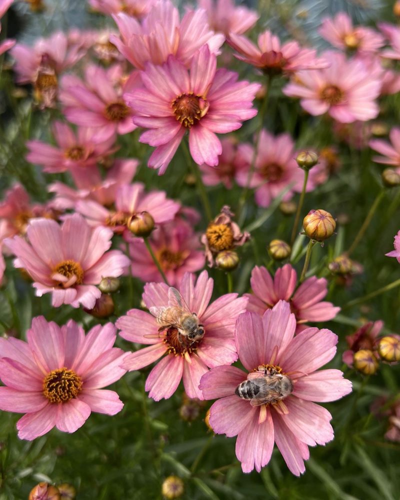 Coreopsis Coreopsis
