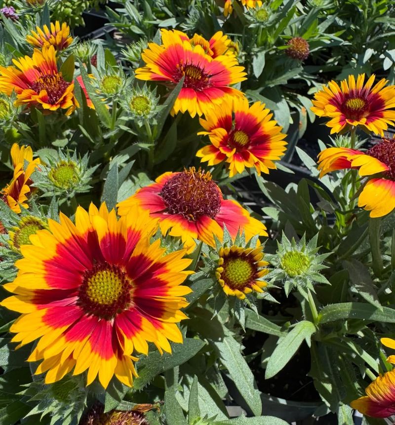 Coreopsis Coreopsis