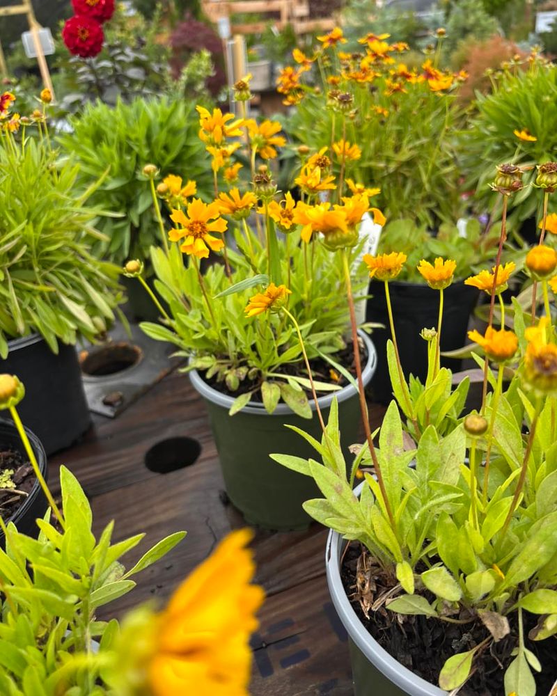 Coreopsis