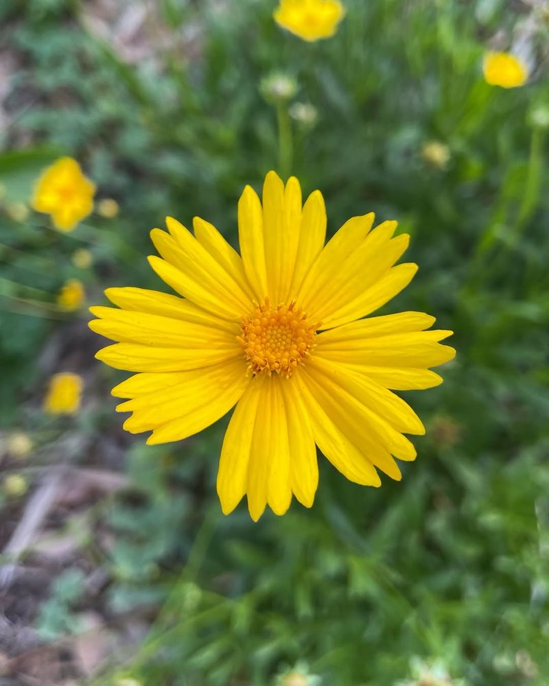 Coreopsis