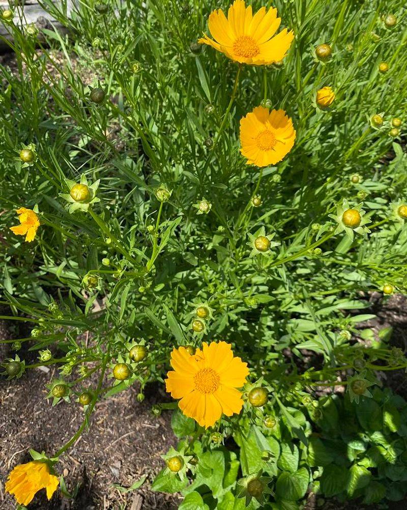 Coreopsis 