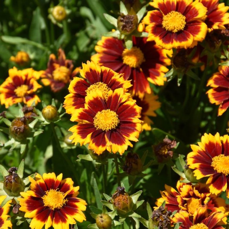 Coreopsis