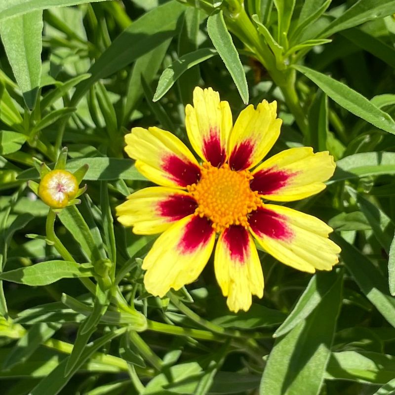 Coreopsis Coreopsis