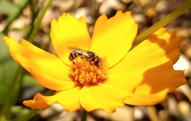 Coreopsis