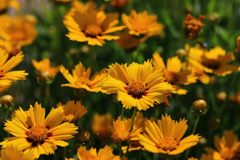 Coreopsis