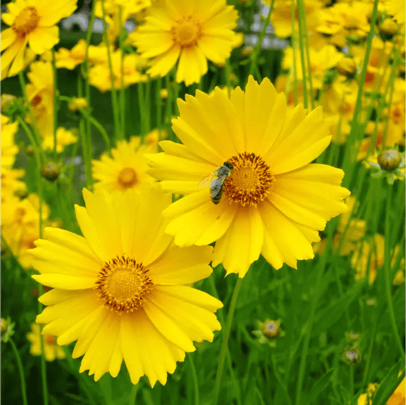 Coreopsis Adds Cheerful Color For Visiting Bees