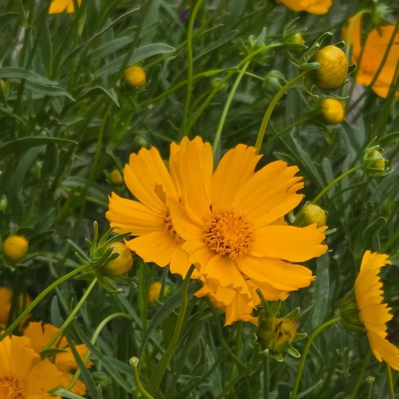 Coreopsis Adds Native Blooms Where Ladybugs Can Forage
