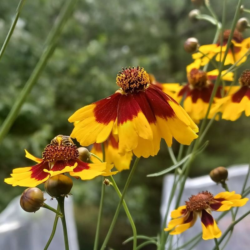Coreopsis Brightens Beds With Long Lasting Flowers Coreopsis Brightens Beds With Long Lasting Flowers