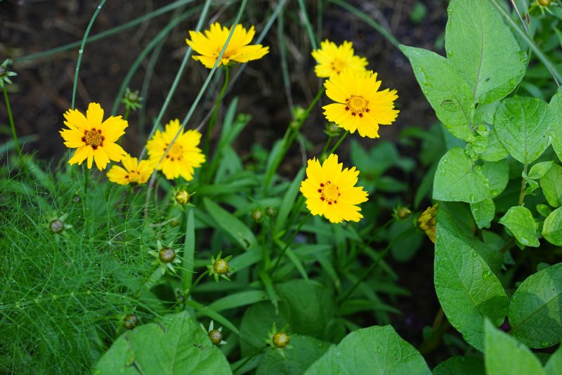 Coreopsis Brightens Sunny Driveway Borders