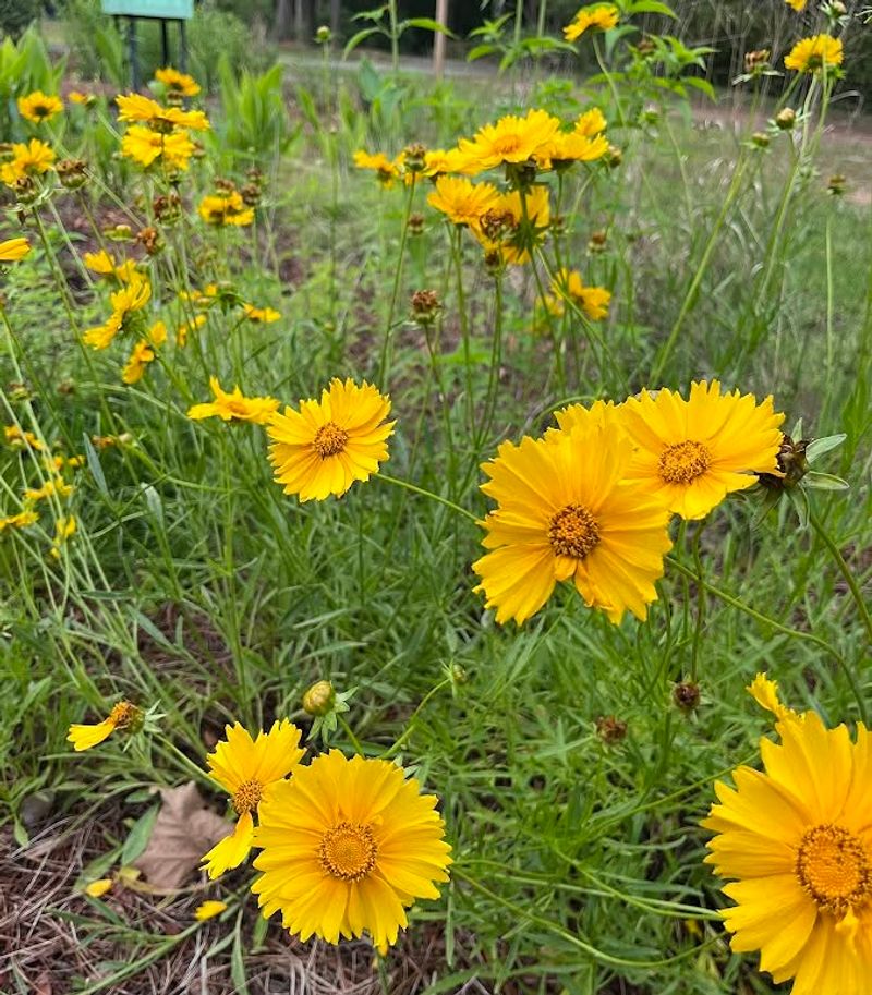 Coreopsis Brings A Long Golden Bloom Season