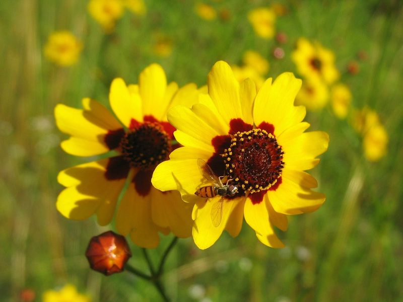 Coreopsis Brings Color From May To Fall Coreopsis Brings Color From May To Fall