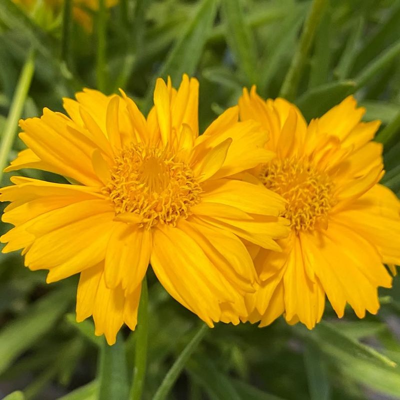 Coreopsis Brings Fresh Color Without Much Replanting