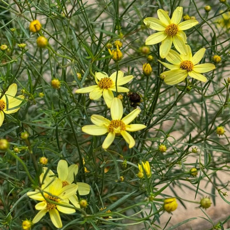 Coreopsis (Coreopsis verticillata)