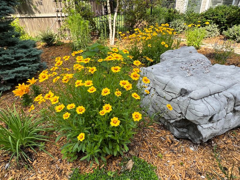 Coreopsis Gives The Front Door A Sunny Summer Glow