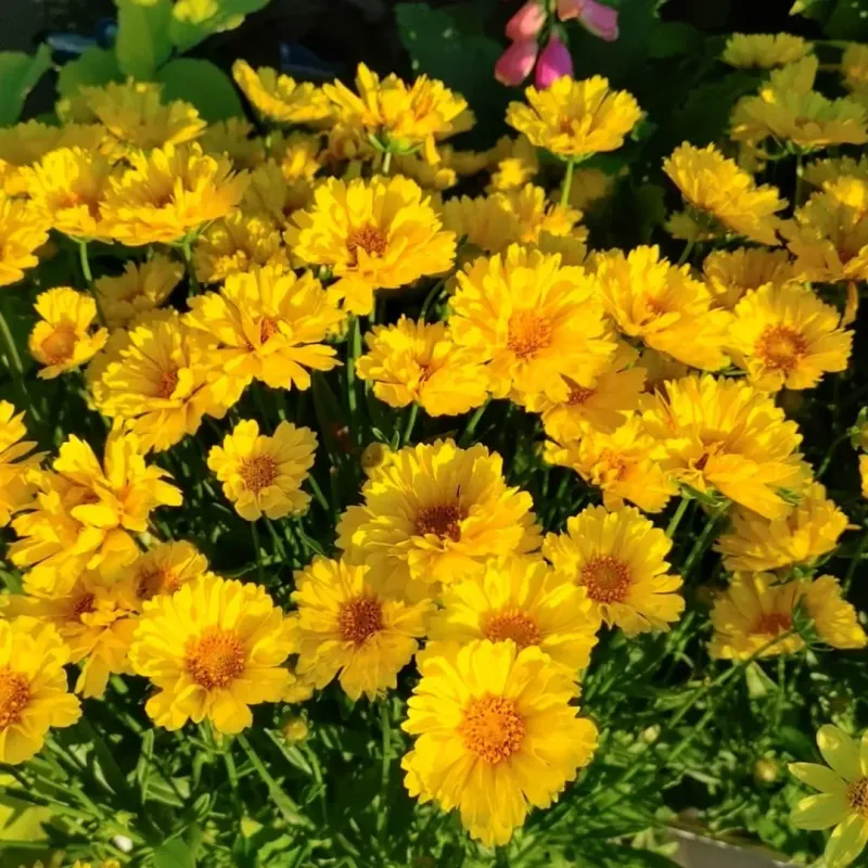 Coreopsis Helps Keep More Ladybugs Around Flower Beds