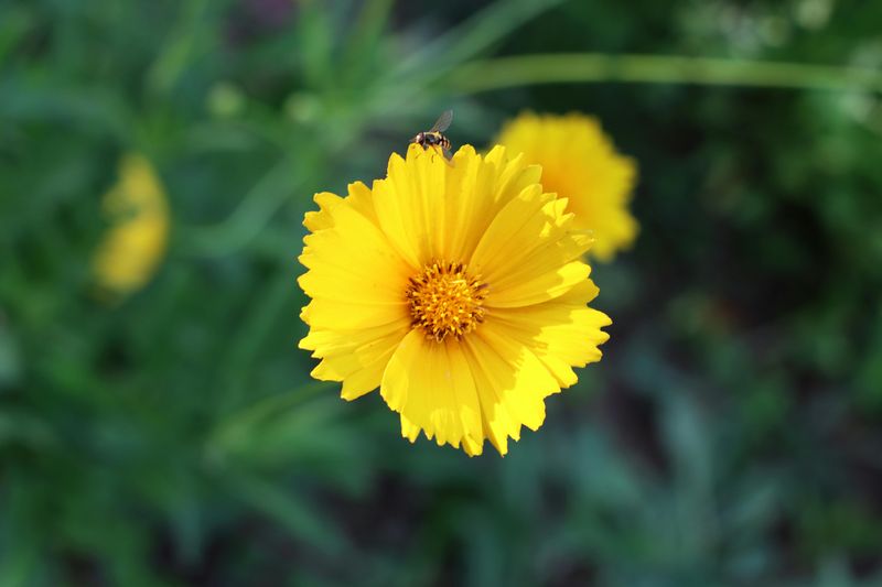 Coreopsis Keeps Borders Bright With Cheerful Yellow Blooms