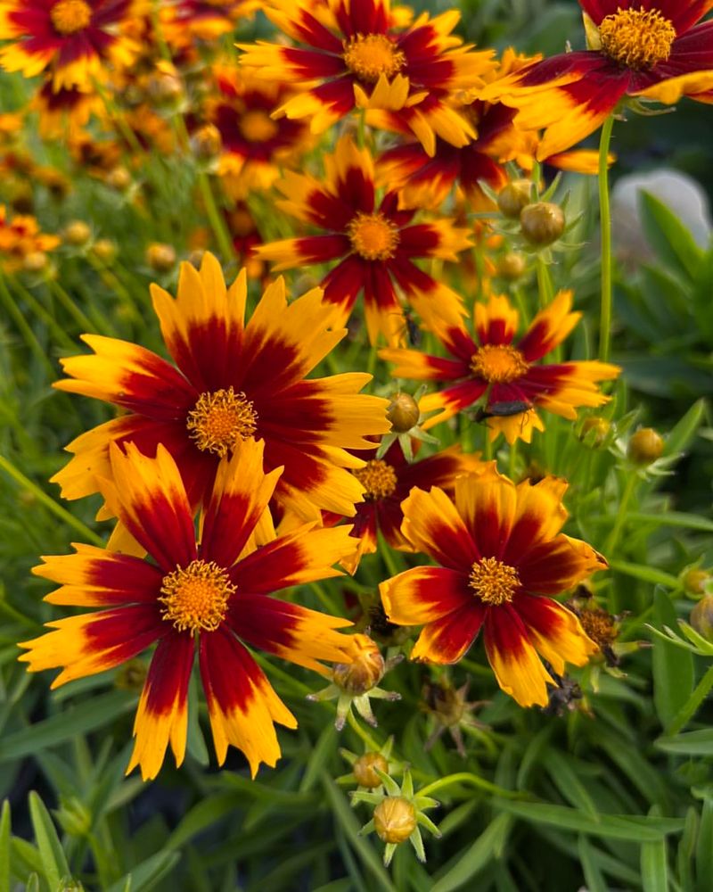 Coreopsis Keeps Flowering During The Hottest Months