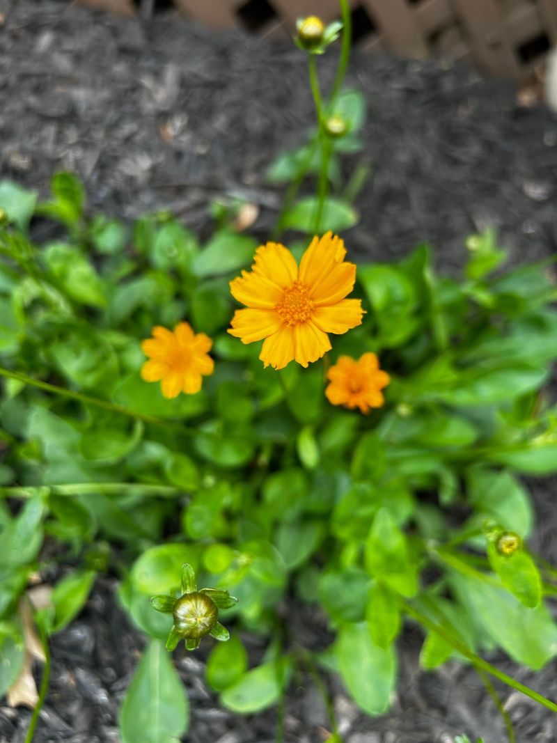 Coreopsis Keeps Pots Bright Without Constant Water