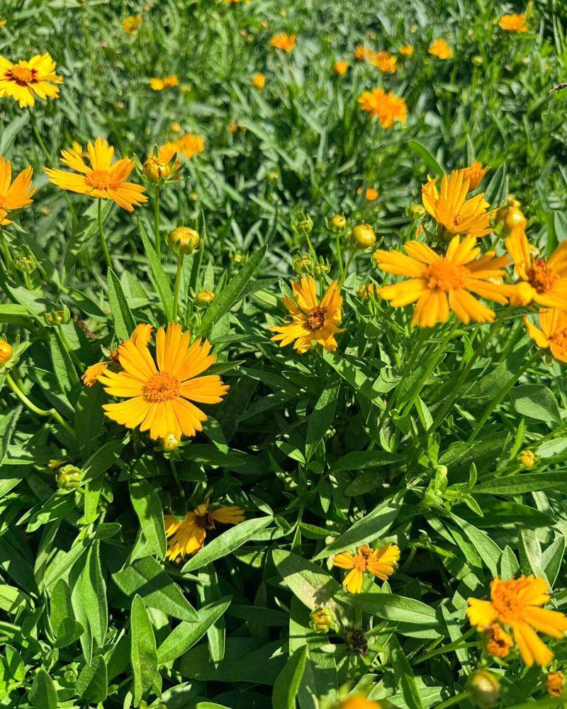 Coreopsis Makes Borders Look Instantly Happier