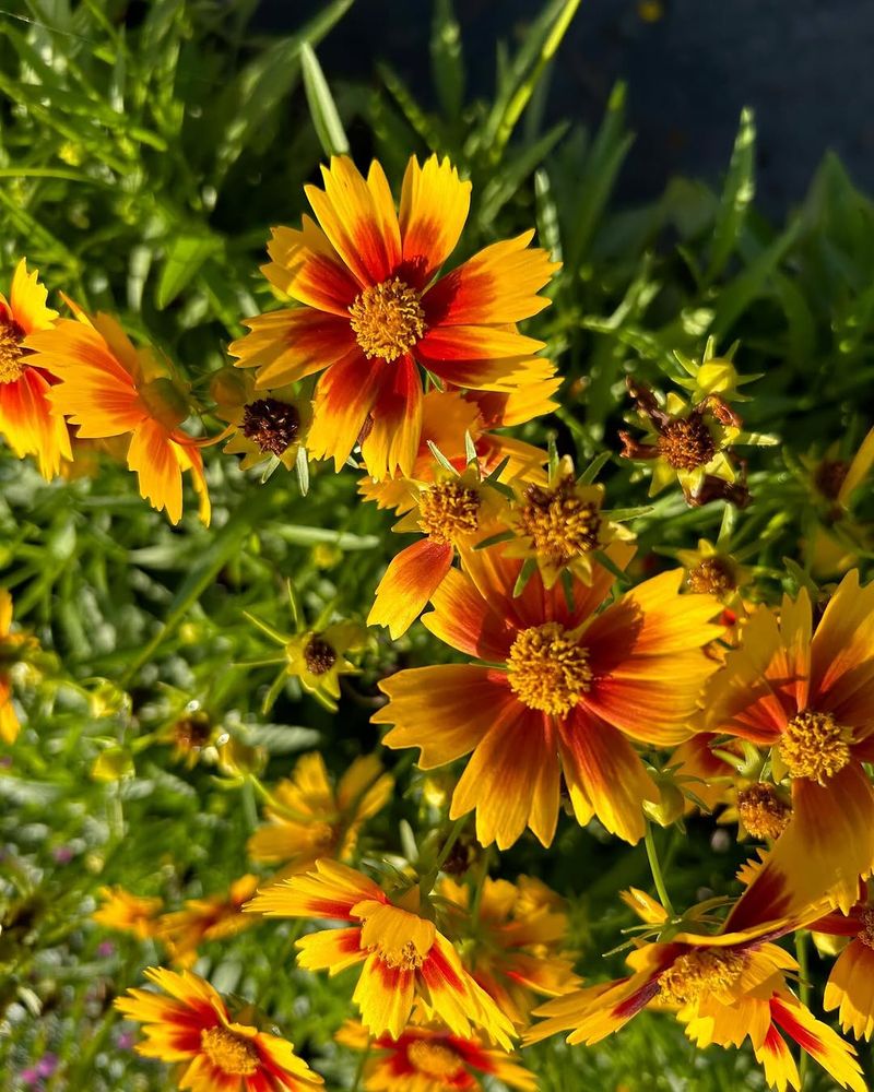 Coreopsis May Produce Fewer Blooms In Crowded Clumps