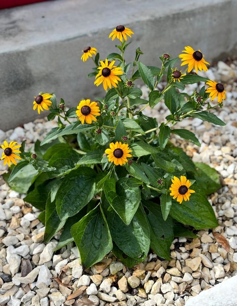 Black-Eyed Susans