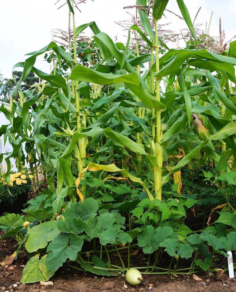 Corn And Pole Beans Grow Strong Together Corn And Pole Beans Grow Strong Together