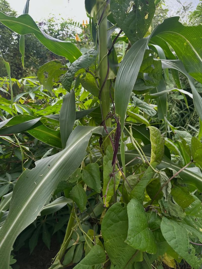 Corn And Yardlong Beans Make A Productive Pair Corn And Yardlong Beans Make A Productive Pair