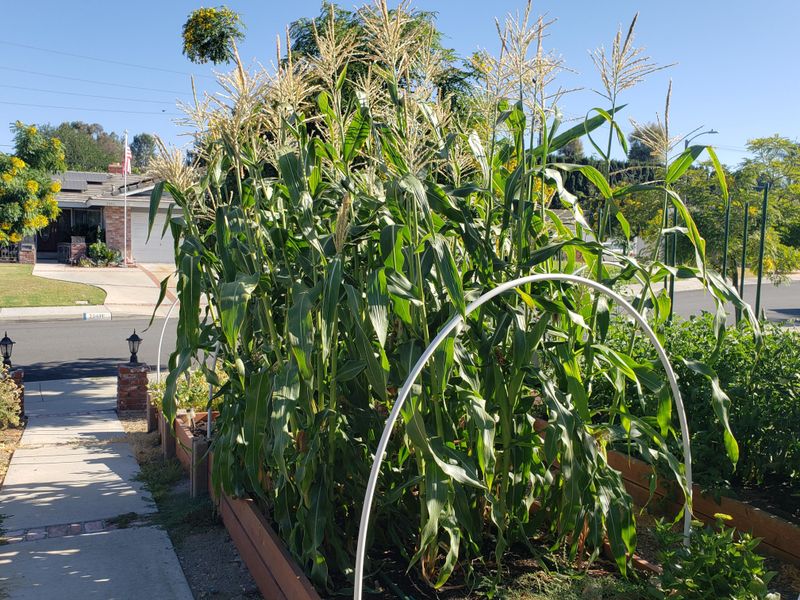 Corn Beds