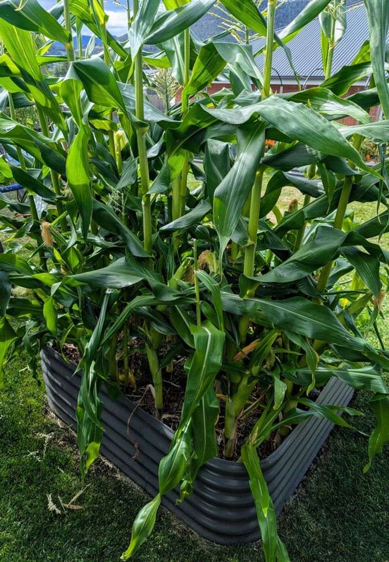 Corn Grows Past The Danger Zone Quickly