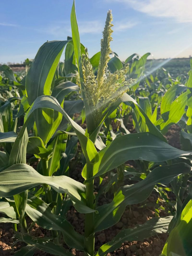 Corn Sprouts Strongly During Warm Spring Weather
