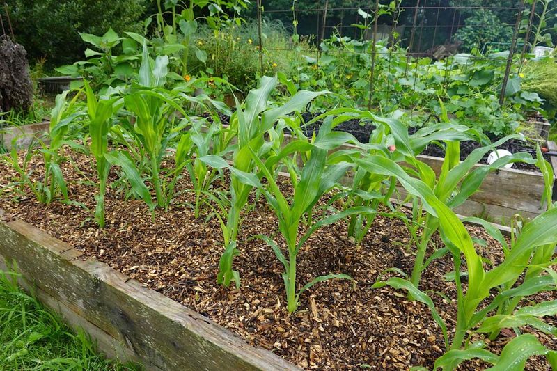 Corn Steps In As Spring Crops Finish