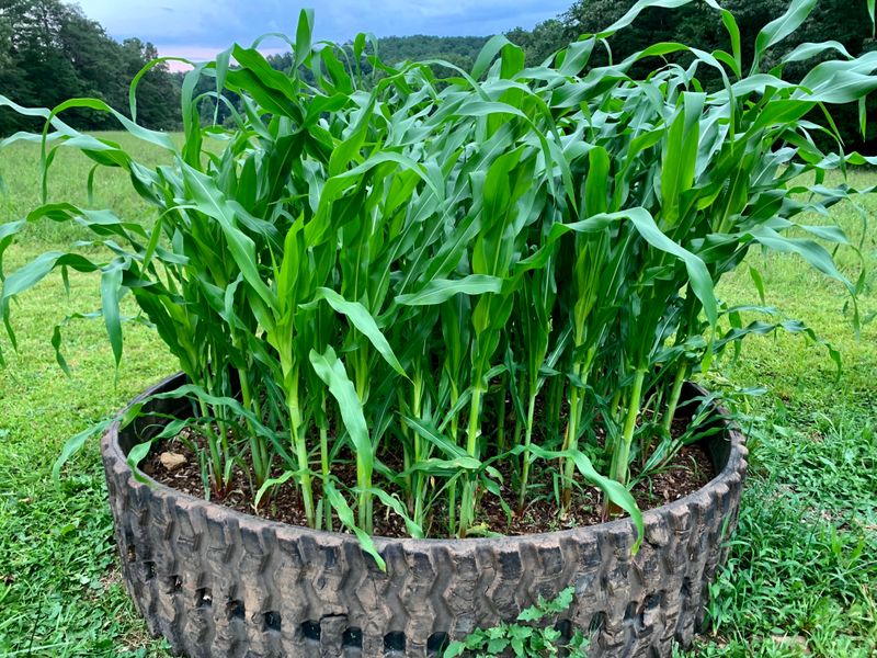 Corn