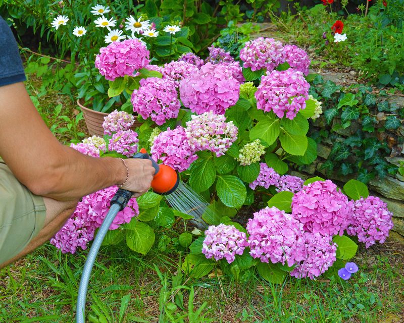 Correct Fertilizing Timing Makes A Huge Difference In Hydrangea Blooms Correct Fertilizing Timing Makes A Huge Difference In Hydrangea Blooms