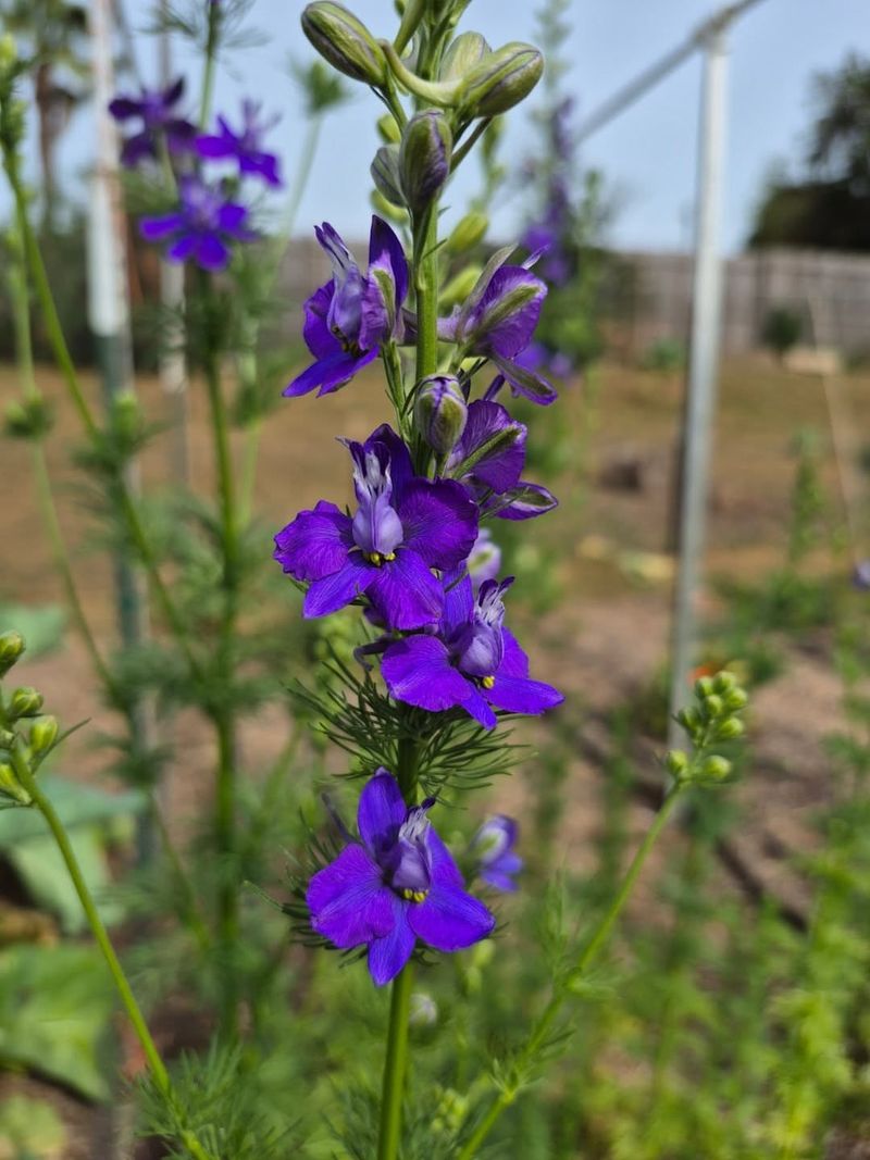 Larkspur