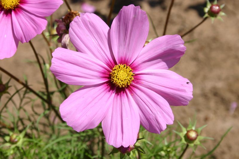 Cosmos