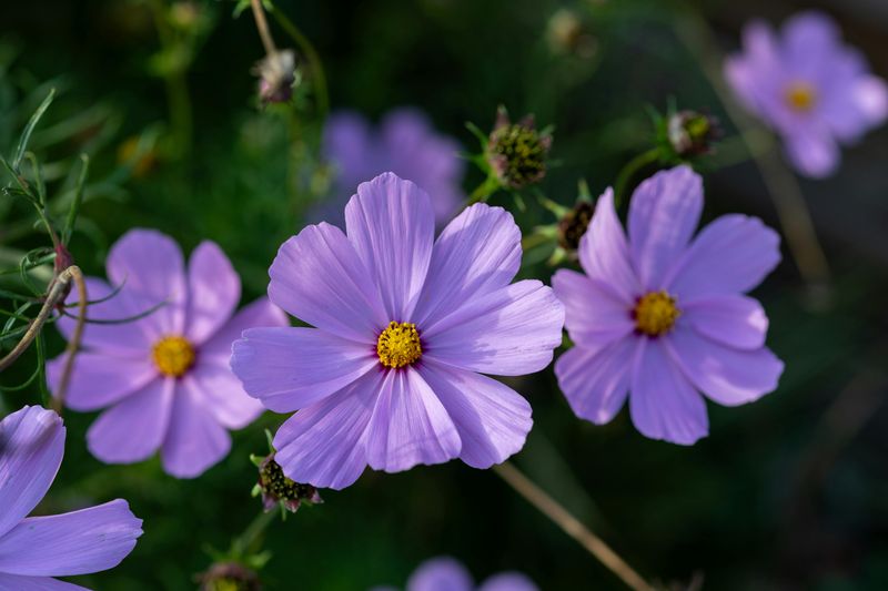 Cosmos