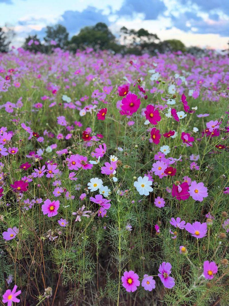 Cosmos
