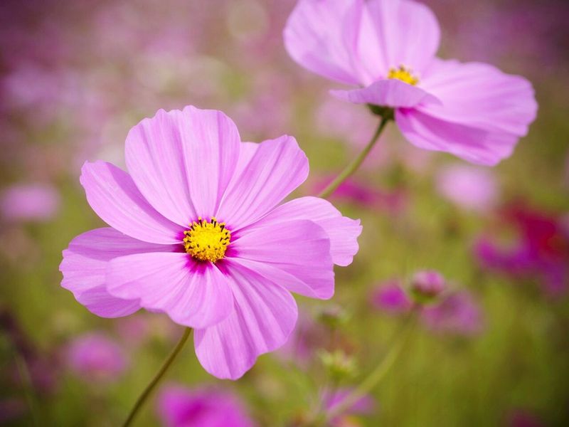 Cosmos Add Airy Flowers That Keep Coming