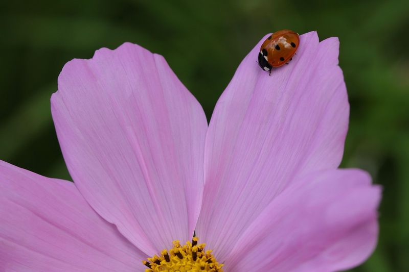 Cosmos Brings Ladybugs Closer To Summer Garden Pests