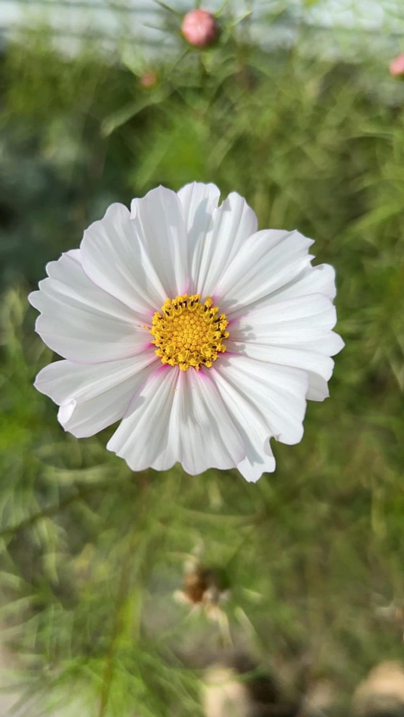 Cosmos Can Still Bloom From Seed Before Fall