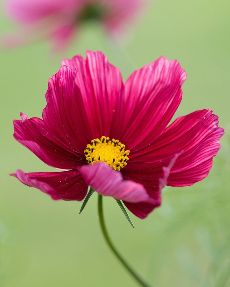 Cosmos (Cosmos bipinnatus)