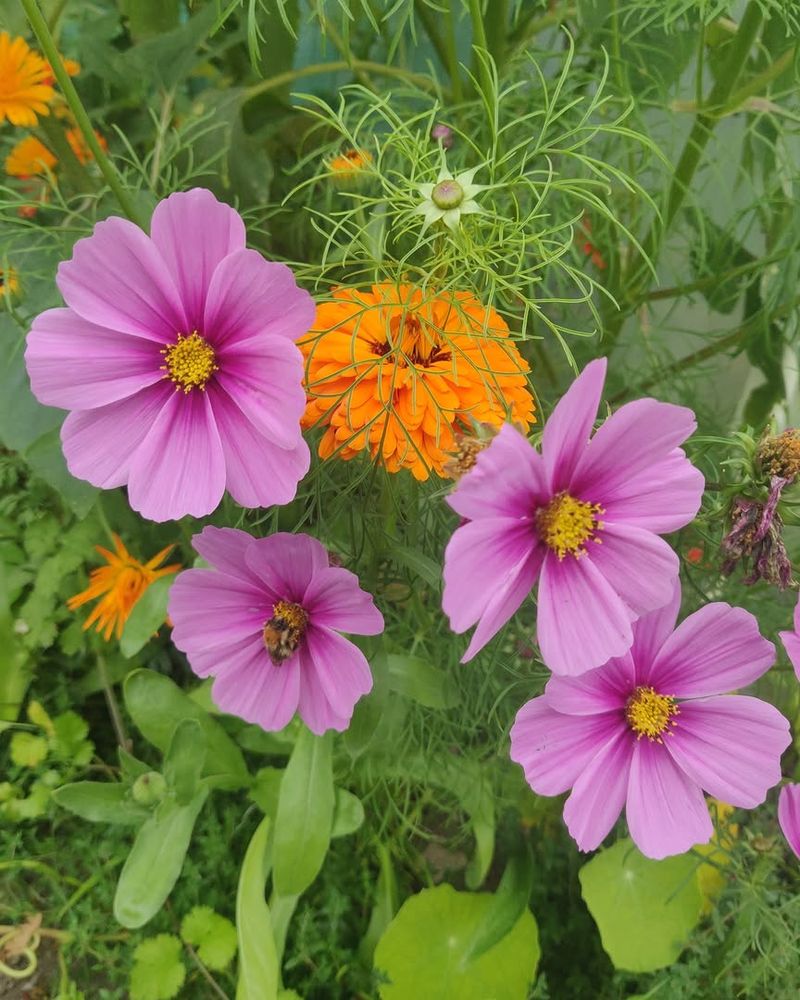 Cosmos Fill Empty Garden Spaces On Their Own