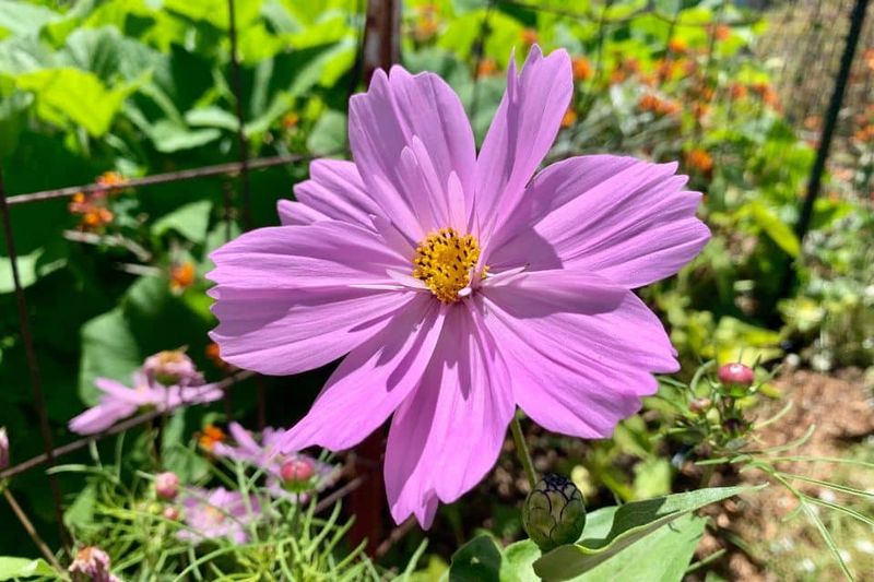 Cosmos Helps Invite More Beneficial Insects In