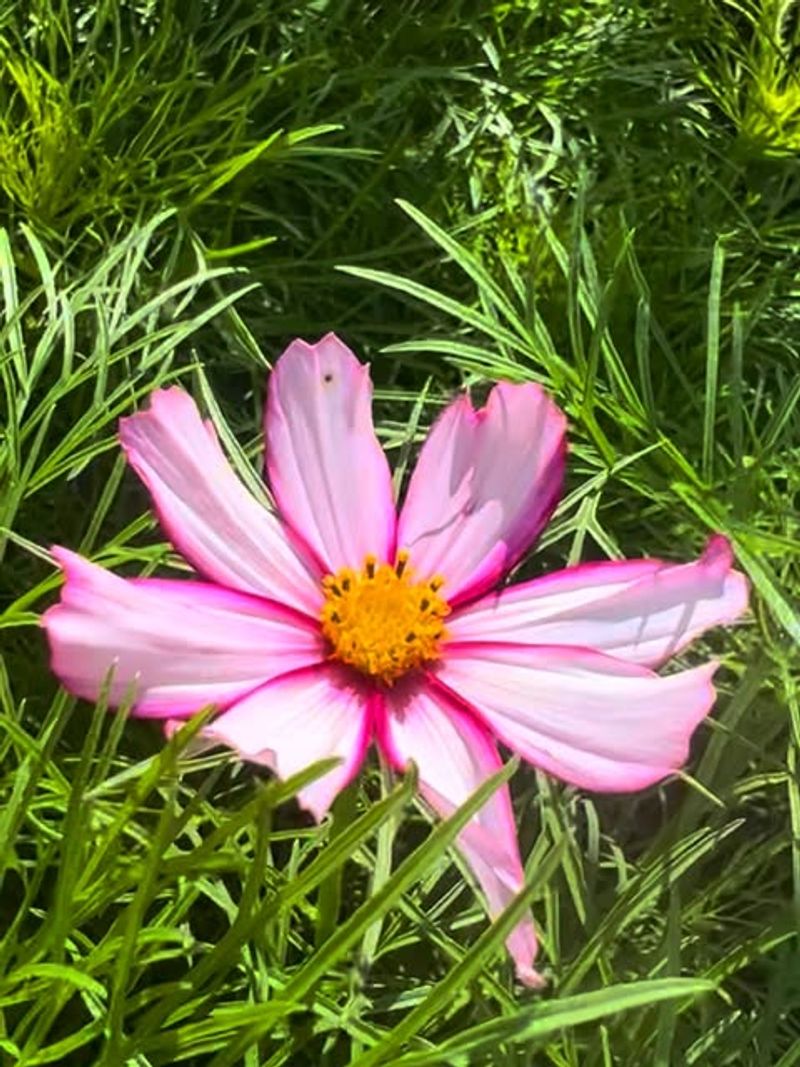 Cosmos Makes It Easier For Ladybugs To Move Between Plants