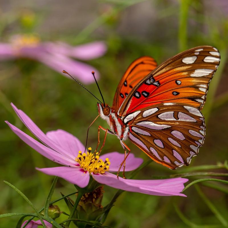 Cosmos Offers Easy Nectar Access For Butterflies