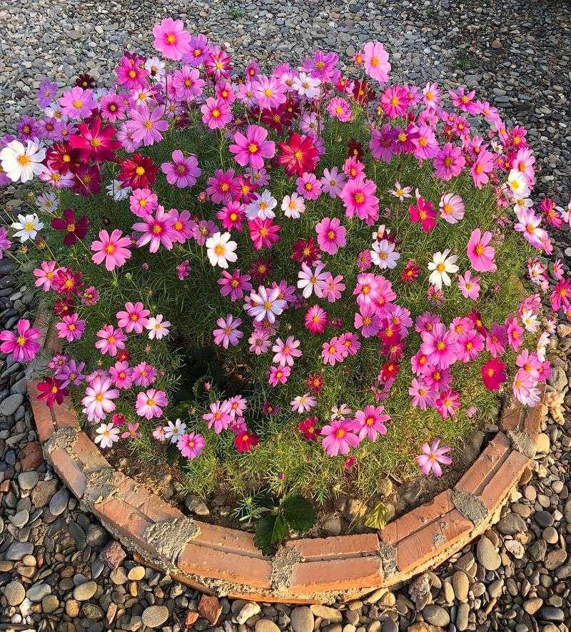 Cosmos Scatter Themselves Around Sunny Beds